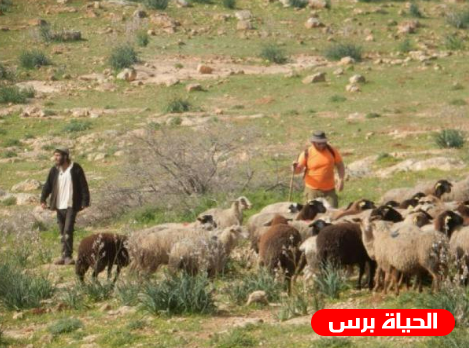 مستعمرون يرعون أغنامهم بين مساكن المواطنين في عرب المليحات بأريحا